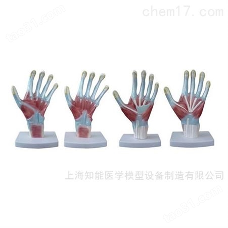 手掌解剖模型-手掌模型-手掌结构模型-手掌骨骼肌肉模型