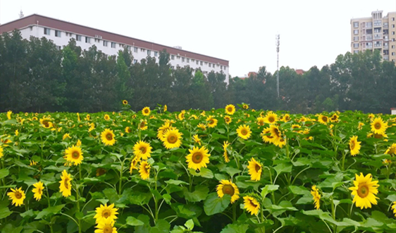 浙江衢州衢江区推进粮食生产提质扩面工作取得的阶段性进展
